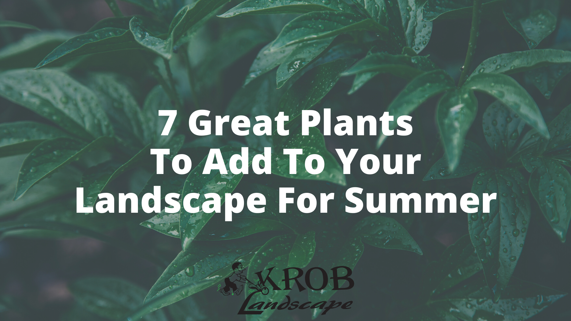 7 Great Plants To Add To Your Landscape For Summer.png